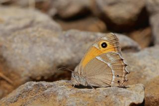 Ar Esmerperisi (Hyponephele wagneri)