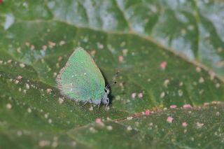 Ign Zmrt, Minikzmrt (Callophrys mystaphia)