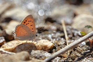 Da Atei (Lycaena thetis)