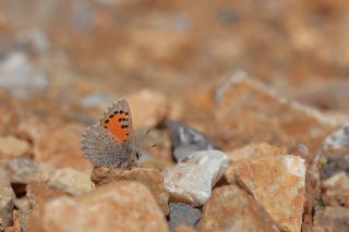 Kafkasya Gelincii (Tomares callimachus)