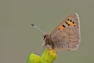 Kafkasya Gelincii (Tomares callimachus)