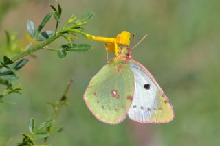 Gzel Azamet (Colias alfacariensis)