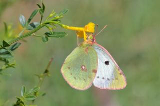 Gzel Azamet (Colias sareptensis)