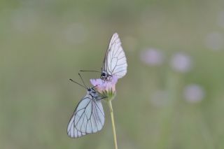 Al Beyaz (Aporia crataegi)