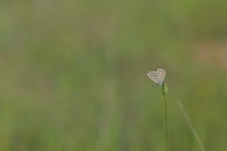 okgzl Kk Turan Mavisi (Polyommatus cornelius)