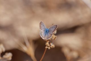�okg�zl� Anadolu Mavisi&nbsp;(Aricia&nbsp;crassipunctus)