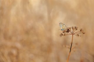 �okg�zl� Anadolu Mavisi&nbsp;(Aricia&nbsp;crassipunctus)