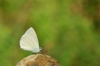 Mezopotamya okgzls (Polyommatus dama)