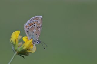 okgzl Geranium Mavisi (Polyommatus eumedon)