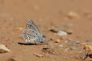 Doulu Esmergz (Plebejus carmon)