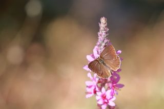 okgzl Amasya Esmeri (Polyommatus mithridates)