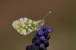 Turuncu Ssl (Anthocharis cardamines)