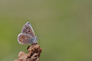 Pirene okgzls (Polyommatus pyrenaicus)