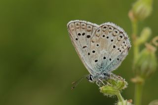 okgzl Levantin illi Mavisi (Polyommatus syriaca)