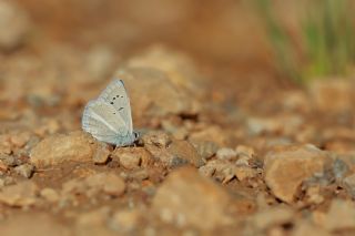 Mara Mavisi (Polyommatus maraschi)