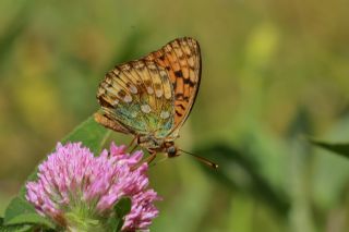 Gzel nci (Argynnis aglaja)