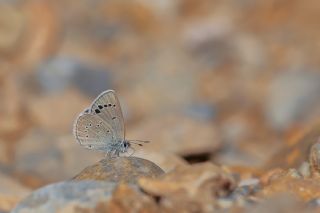 Anadolu Karagz Mavisi (Glaucopsyche astraea)