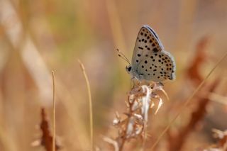 sli Bakr Gzeli (Lycaena tityrus)