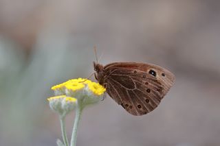 Uygur Gzelesmeri (Proterebia afra)