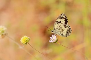 Akdeniz Melikesi (Melanargia titea)