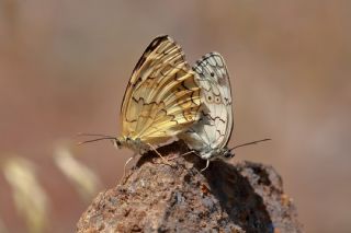 Anadolu Melikesi (Melanargia larissa)