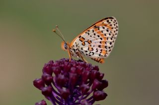 Benekli parhan (Melitaea didyma)