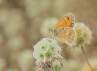 Kk Zpzp Perisi (Coenonympha pamphilus)