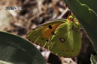 Sar Azamet (Colias croceus)