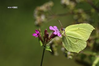 Orakkanat (Gonepteryx rhamni)