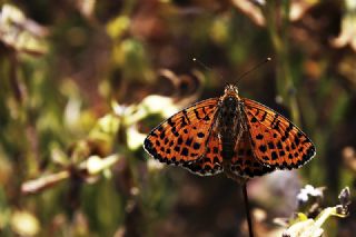 Kafkasyal parhan (Melitaea interrupta)