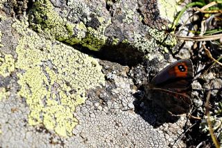 Kafkas Gzelesmeri (Erebia graucasica )