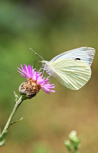 Byk Beyazmelek  (Pieris brassicae)