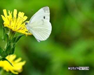 Yalanc Beyazmelek (Pieris pseudorapae)