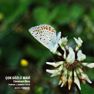 okgzl Mavi (Polyommatus icarus)