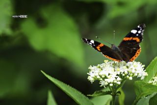 Atalanta (Vanessa atalanta)