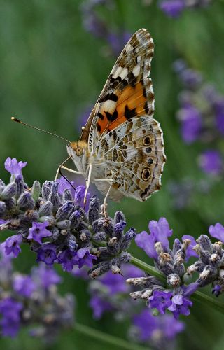 Diken Kelebei (Vanessa cardui)