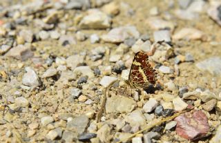 Isrgan Kelebei (Araschnia levana)