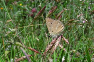 Anormal okgzl (Polyommatus admetus)