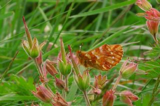 Kafkas Meneke Kelebei (Boloria caucasica)