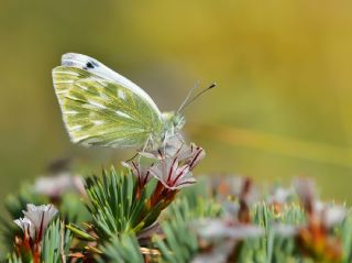 Doruklarn Beneklimelei (Pontia callidice)