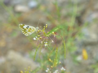 Kk Beneklimelek (Pontia chloridice)