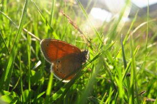 Rus Zpzp Perisi (Coenonympha leander)