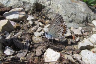 Anadolu Esmergz (Plebejus modicus)