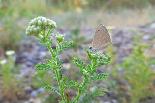 okgzl Amasya Esmeri (Polyommatus mithridates)