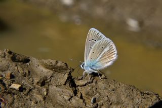 okgzl fikarmon (Polyommatus iphicarmon)