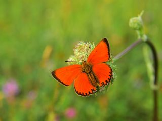 Orman Bakr Gzeli (Lycaena virgaureae)