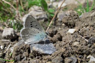 okgzl Edon Mavisi (Polyommatus aedon)