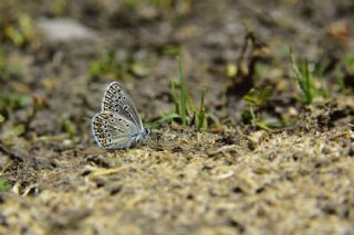 okgzl Yalanc Eros (Polyommatus eroides)