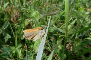 Sar Antenli Zpzp (Thymelicus sylvestris)