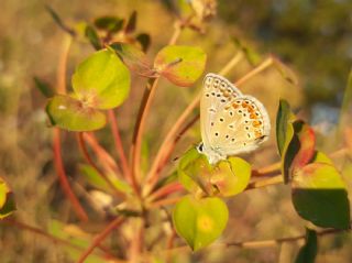 okgzl Mavi (Polyommatus icarus)
